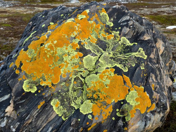 Bright orange Xanthoria elegans and chartreuse map lichen encrusting dark gneiss rock in Baffin Island